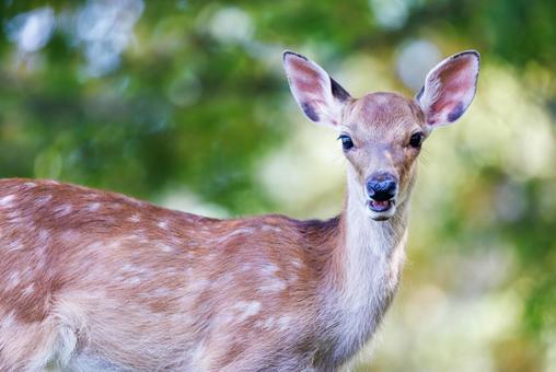 奈良公園の鹿 奈良公園の鹿の写真