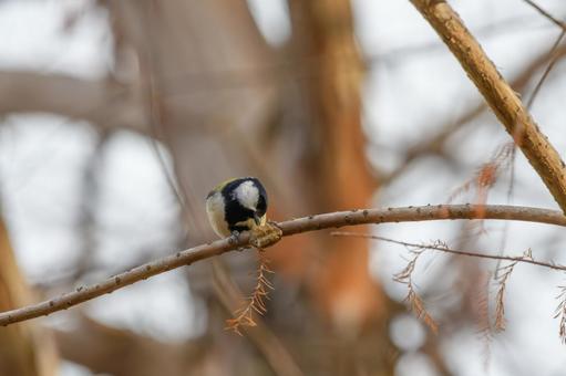 枝の上で昆虫を食べるシジュウカラ シジュウカラ,鳥,野鳥の写真素材
