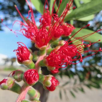 ブラシノキ ブラシノキ,花,花びらの写真素材