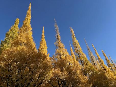 外苑前のイチョウ並木と青空 イチョウ,銀杏,並木の写真素材
