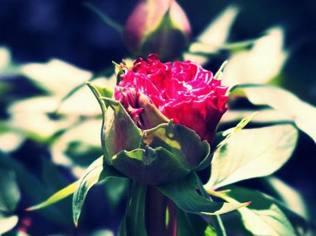 芍薬 芍薬の写真