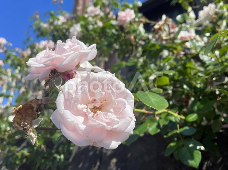 薔薇 薔薇,バラ,花の写真素材