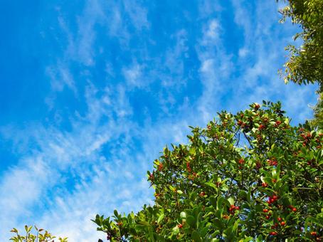 赤い実を付けたモチノキと青空 赤い実を付けたモチノキと青空 モチノキ,広葉樹,木の写真素材