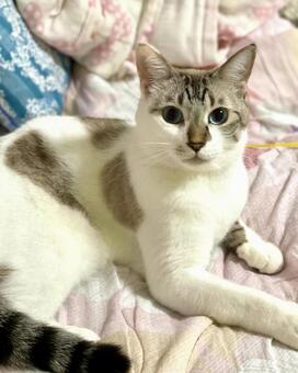 お座りするシャム系にゃんこ様 猫,シャムトラ,見つめるの写真素材