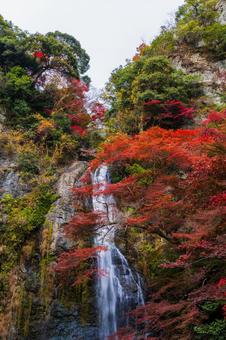 紅葉風景 紅葉風景,紅葉,箕面の写真素材