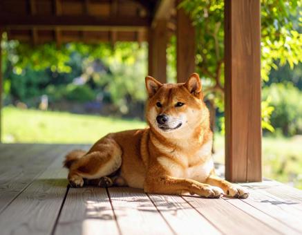 縁側の涼しい日陰でくつろぐ犬 縁側の涼しい日陰でくつろぐ犬の写真