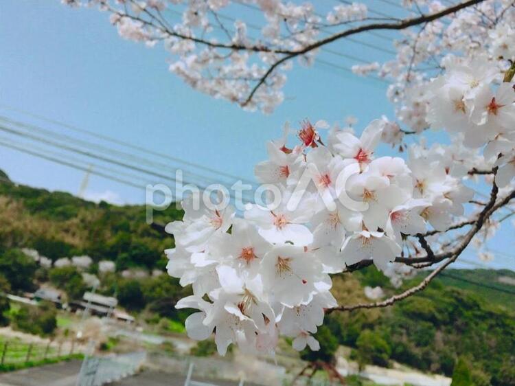 桜７　田舎道 桜,春,田舎道の写真素材