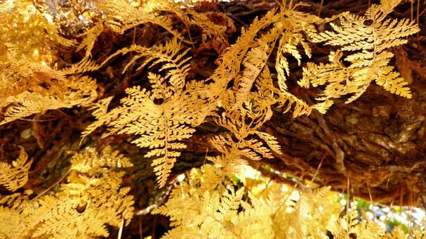 シノブ (15) 紅葉 シノブ,シダ,紅葉の写真素材