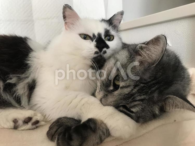 寝るときも一緒 ねこ,ネコ,ペットの写真素材