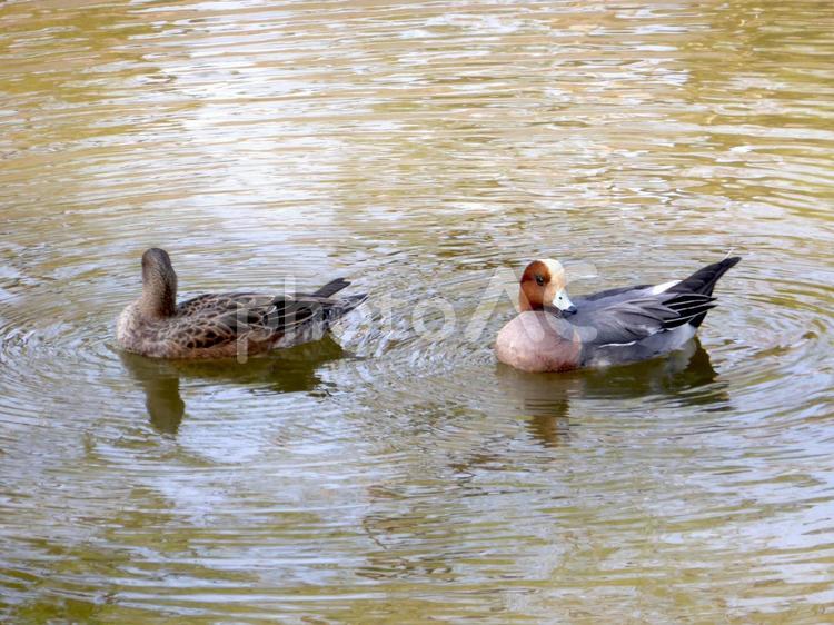 池の水面でくつろぐヒドリガモのペア ヒドリガモ,鳥,野鳥の写真素材