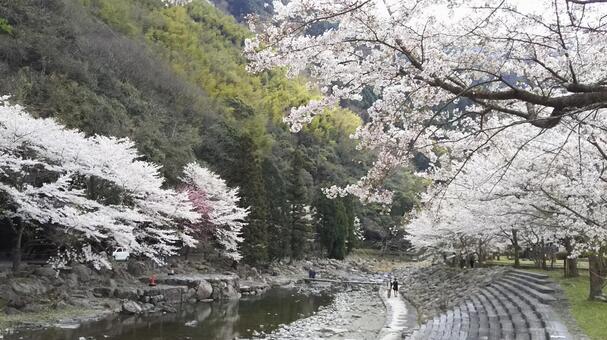 桜9 桜9の写真