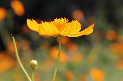 キバナコスモスのクローズアップ キバナコスモス,草花,橙黄色の写真素材