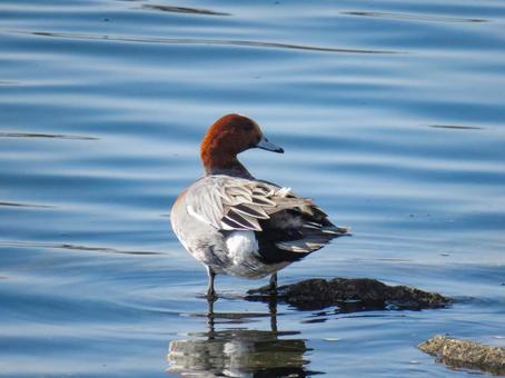 水辺に佇むヒドリガモのオス 水辺に佇むヒドリガモのオス ヒドリガモ,緋鳥鴨,鳥の写真素材