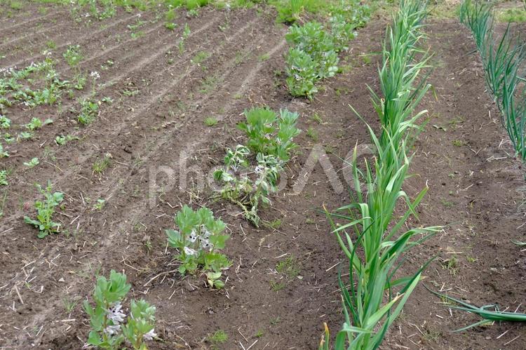 にんにくとそら豆の畑 にんにく,そら豆,畑の写真素材
