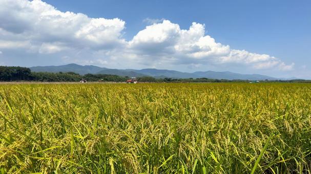稲穂17 稲穂17の写真