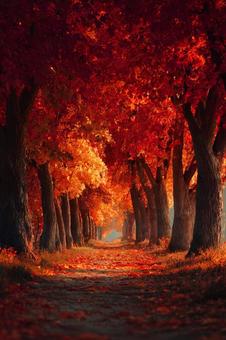 紅葉の並木道 紅葉の並木道の写真