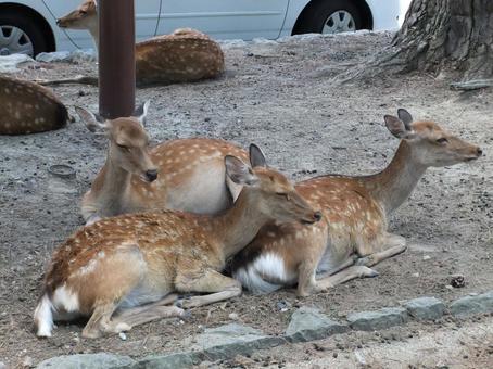 奈良の鹿さん 奈良,鹿,観光の写真素材