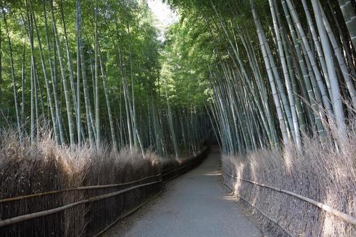 緑の竹林の間の歩道のある風景 緑の竹林の間の歩道のある風景の写真