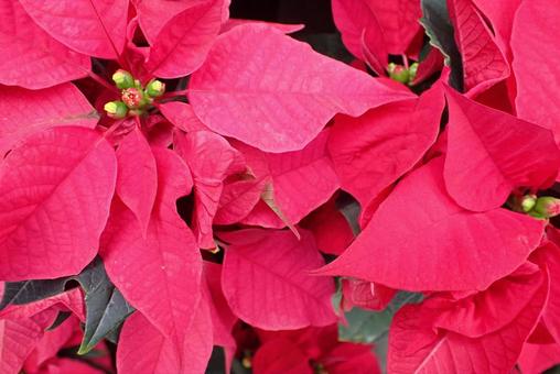 花 ポインセチア,赤,クリスマスの写真素材