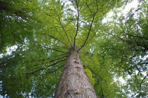 スギの木 スギの木 花,自然,植物の写真素材
