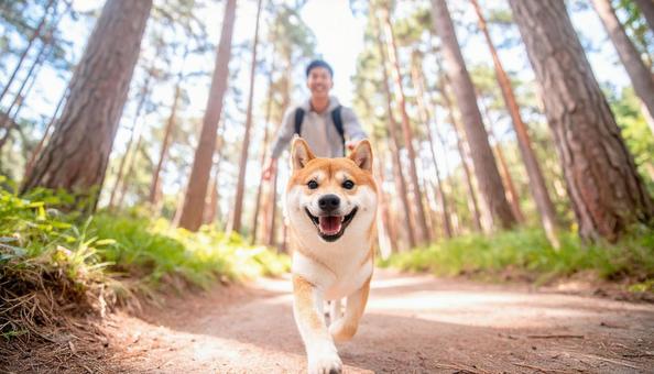 清々しい空気の森を笑顔で走る犬と飼い主 清々しい空気の森を笑顔で走る犬と飼い主の写真