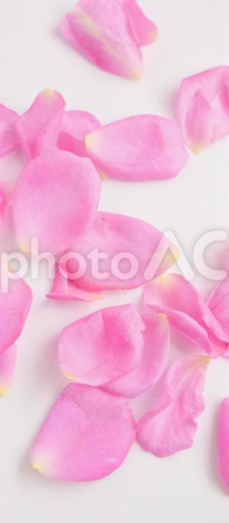ピンクの薔薇の花びら、室内、白背景 ばら,バラの花びら,ピンクの写真素材