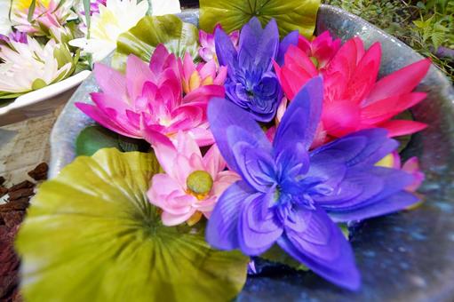 Photo, lotus, flower, plant, 