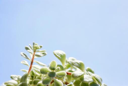 多肉植物 セダムと青空 多肉植物 セダムと青空の写真
