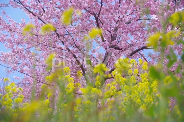 菜の花と桜 菜の花,春,桜の写真素材