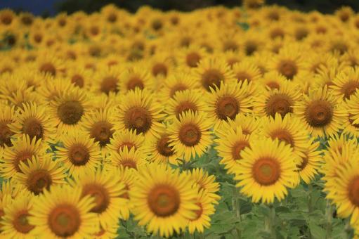 ハイブリッドサンフラワーの花畑 ハイブリッドサンフラワーの花畑の写真