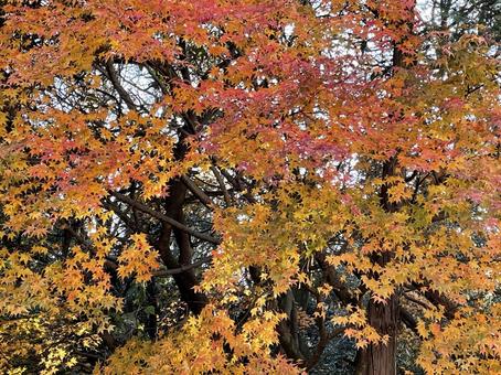 紅葉狩り 紅葉狩り 秋,紅葉,もみじの写真素材
