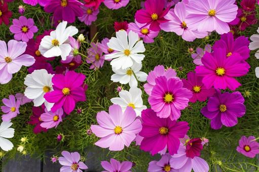 コスモス 花畑 10 コスモス 花畑 10 コスモス,花,秋桜の写真素材