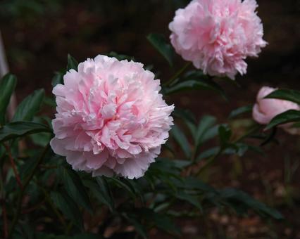 シャクヤク モモエビス シャクヤク モモエビス シャクヤク,モモエビス,芍薬の写真素材