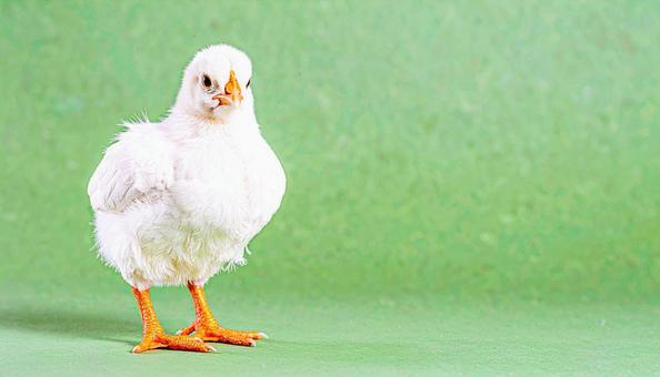 ひよこ ひよこの写真