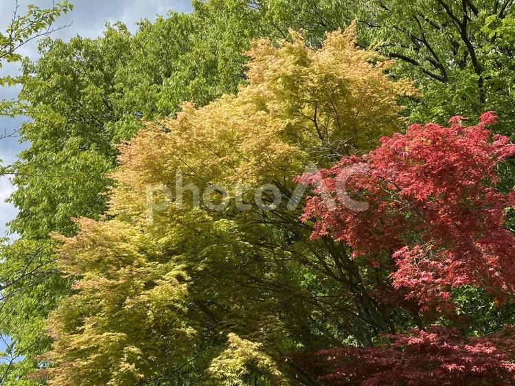 樹木 樹,羽高湖森林公園,風景の写真素材