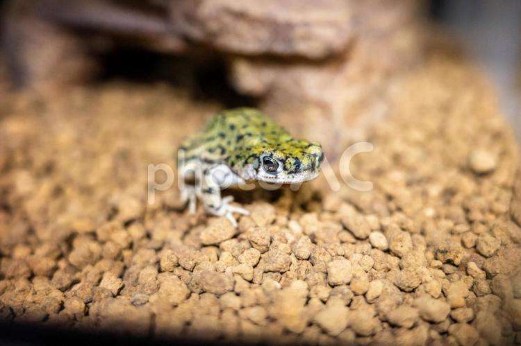 テキサスミドリヒキガエル テキサスミドリヒキガエル,ヒキガエル,カエルの写真素材
