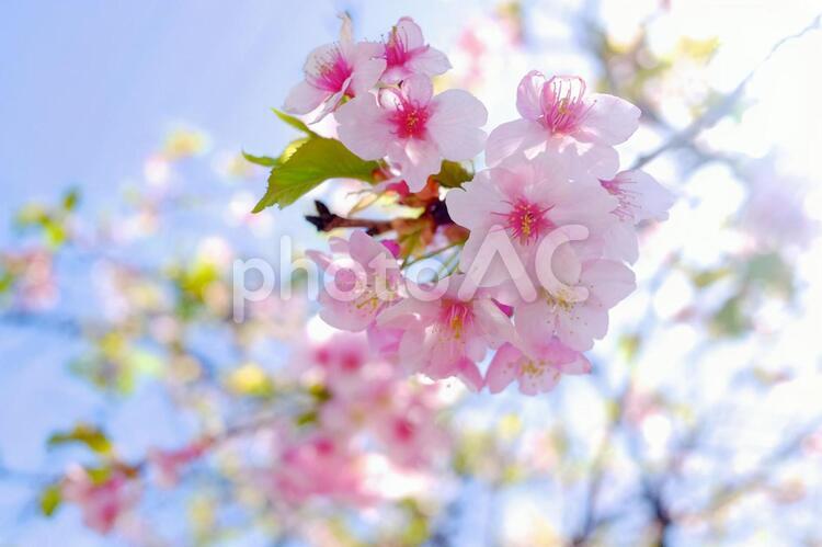 諏訪湖畔の桜の花 春,植物,樹木の写真素材