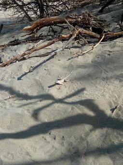 砂漠のトカゲ 砂漠のトカゲ トカゲ,生き物,爬虫類の写真素材