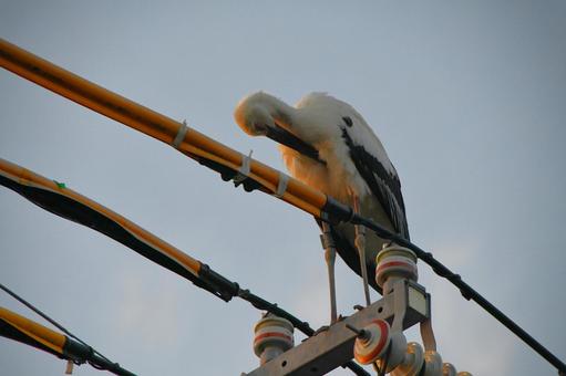 コウノトリ5 コウノトリ5の写真