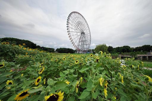 葛西臨海公園 ひまわりと観覧車 葛西臨海公園 ひまわりと観覧車の写真
