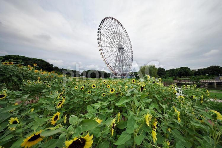 葛西臨海公園　ひまわりと観覧車 葛西臨海公園,東京都江戸川区,ダイヤと花の大観覧車の写真素材