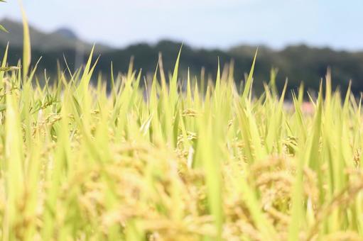 Blurred shot of rice ears just before harvest, JPG