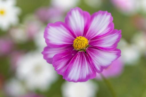 Cosmos field, pretty pink and white flowers, JPG