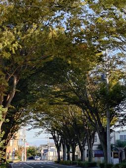 ケヤキのトンネル並木道⑧ けやき,ケヤキ,晴れの写真素材