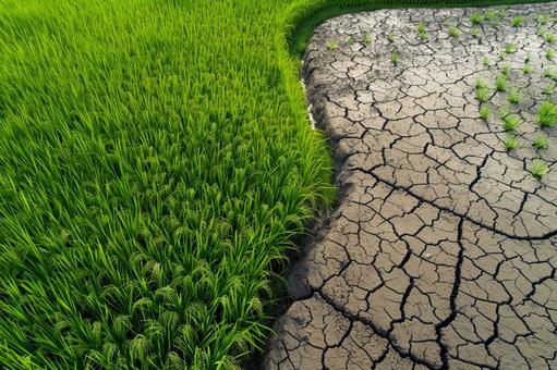 干ばつによるひび割れた地面と青々とした稲 干ばつによるひび割れた地面と青々とした稲の写真