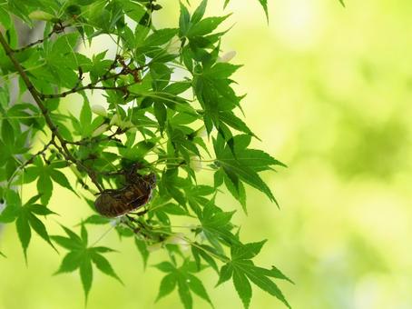 モミジに残るセミの抜け殻 モミジに残るセミの抜け殻 セミの抜け殻,モミジ,爽やかの写真素材