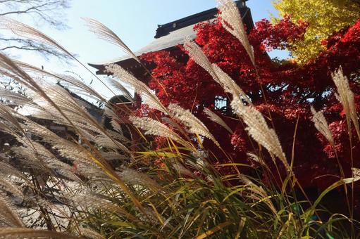 長円寺の紅葉 長円寺,茅野,赤の写真素材