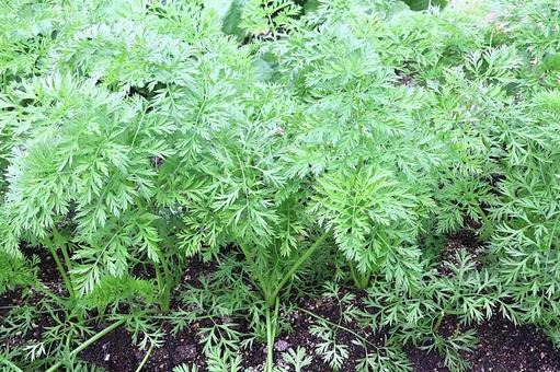 ニンジンの葉っぱ 人参,葉,野菜の写真素材