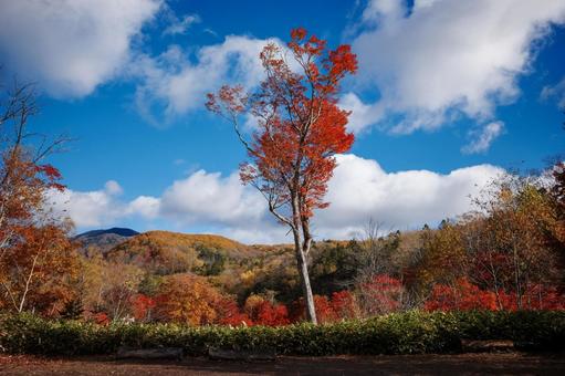 北海道の紅葉 紅葉,秋,季節の写真素材