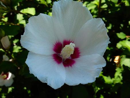 [Flower photo] White Rose of Sharon, JPG